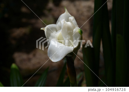 トーチジンジャー トーチジンジャー 104916728