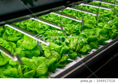 Researchers developing vegetable varieties at greenhouse agriculture 104917318