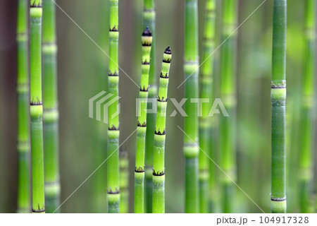 トクサの新芽 104917328