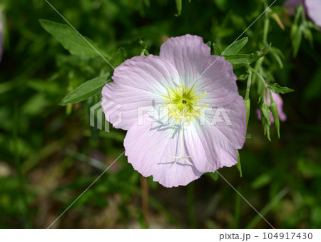 ヒルザキツキミソウ 104917430