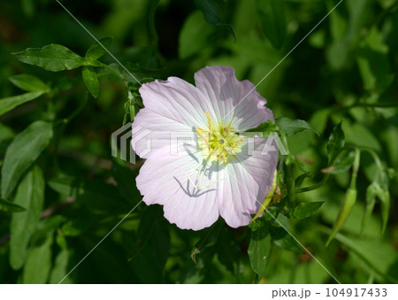 ヒルザキツキミソウ 104917433