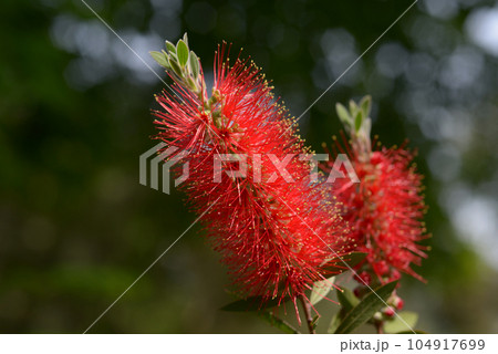 ブラシノキ 104917699