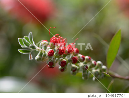 ブラシノキの蕾 104917704