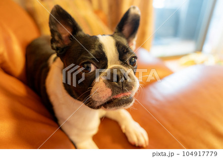ソファでくつろぐボストンテリア 104917779