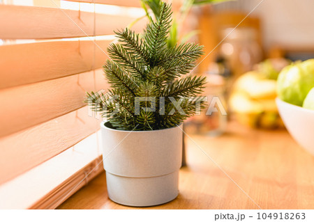 little tree on table. table decoration. little tree decoration at kitchen. little tree on table. table decoration. little tree decoration at kitchen. 104918263