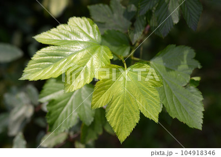 カジイチゴの若葉 カジイチゴの若葉 104918346