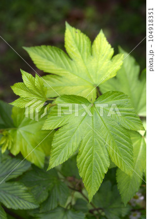 カジイチゴの若葉 104918351