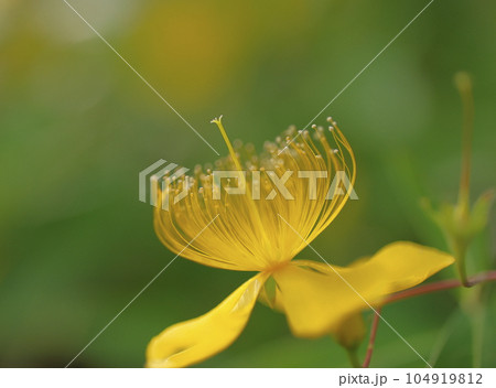 初夏のひと時心を癒す黄色い花 104919812