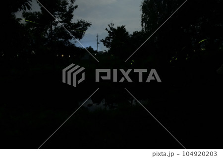 北杜市白州町、「ホタル親水公園」夏の夕べにホタル舞う 104920203