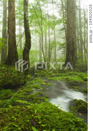 八ヶ岳水源の森　蓼科高原にて 104920328