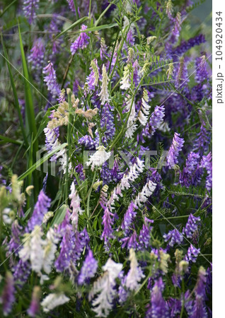 青紫色と白色の花が混在する草藤 104920434