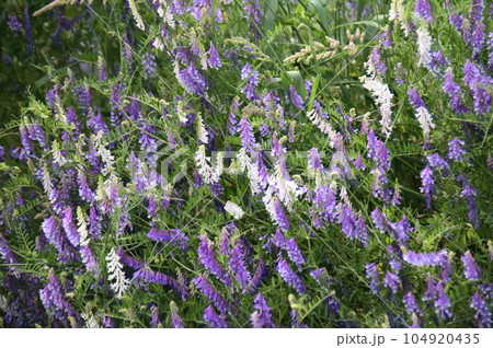 青紫色と白色の花が混在する草藤 104920435