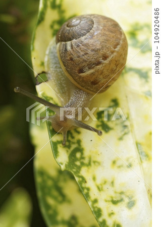 Vertical closeup on the common garden snail , garden snail, sitting on a yellow leaf Vertical closeup on the common garden snail , garden snail, sitting on a yellow leaf 104920486