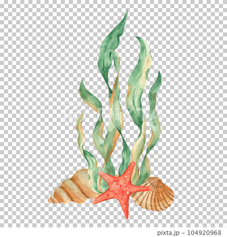 Underwater composition of seaweeds, red starfish and seashells. Watercolor illustration. For cards, posters, menu, marine beach design. 104920968