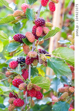 桑の実 104921075