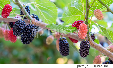 桑の実 104921081