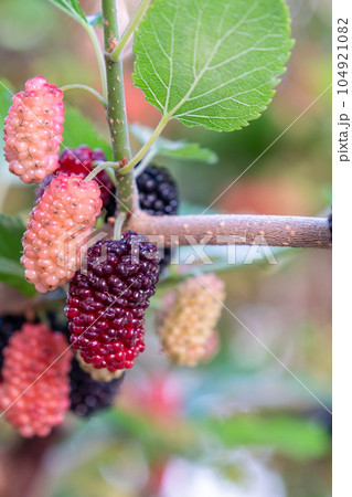 桑の実 104921082