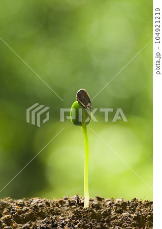 ヒマワリの芽　 104921219