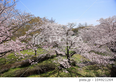 桜の花 ソメイヨシノ 満開 桜の花 ソメイヨシノ 満開 104921264