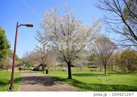 ヤマザクラの花 満開 ヤマザクラの花 満開 104921267