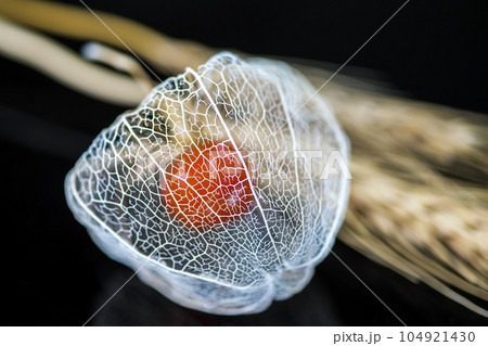 黒い背景に映える透かしホオズキ。麦のドライフラワーを添えて。 104921430
