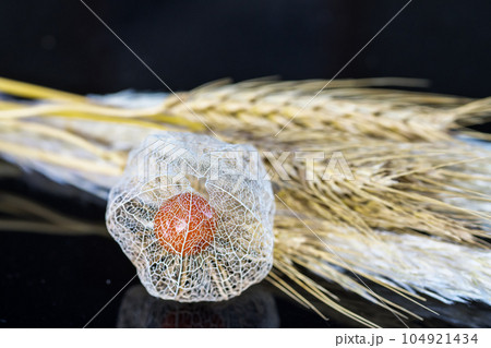 黒い背景に映える透かしホオズキ。麦のドライフラワーを添えて。 104921434