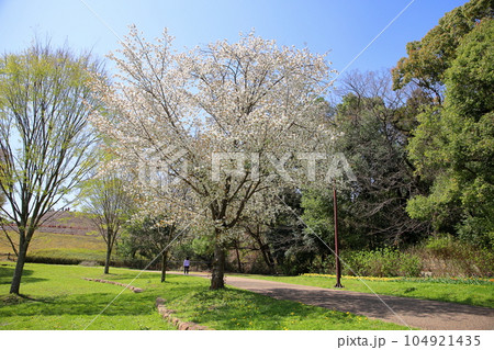 ヤマザクラの花 満開 ヤマザクラの花 満開 104921435