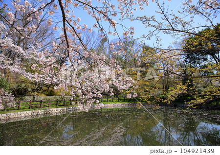 桜の花 ソメイヨシノ 満開 桜の花 ソメイヨシノ 満開 104921439