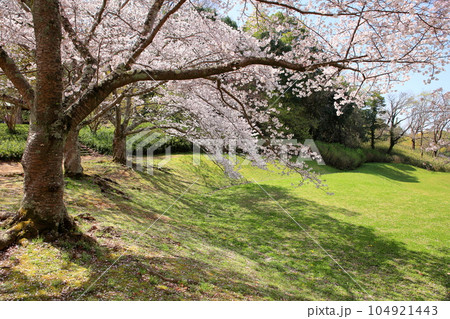 桜の花　ソメイヨシノ　満開 104921443