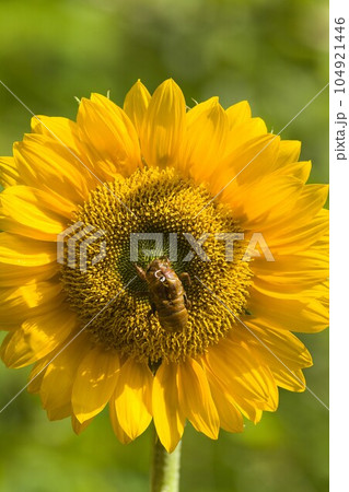 ヒマワリにセミの抜け殻　蓼科高原にて 104921446