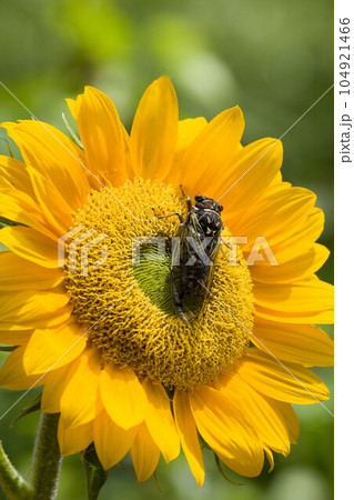 ヒマワリにコエゾゼミ　蓼科高原にて 104921466