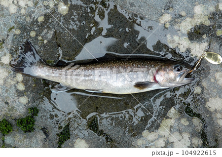 ルアーに掛かったイワナ 104922615