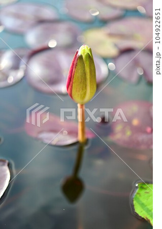 頑張れ熱帯スイレン　奇跡の真っ二つ開花なるか？ 104922651