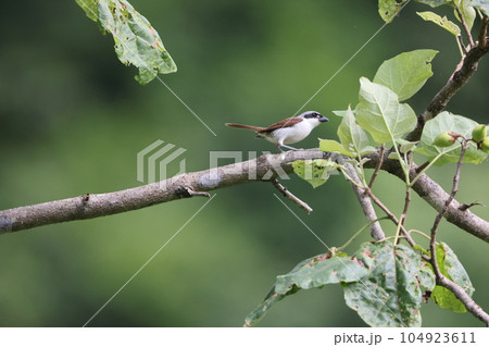 チゴモズ チゴモズ 104923611