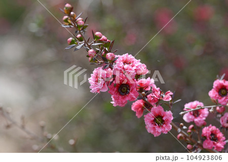 ギョリュウバイ 104923806