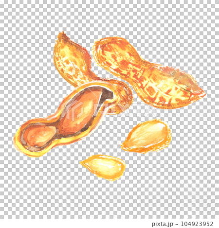 Illustration of peanuts painted by watercolor Illustration of peanuts painted by watercolor 104923952