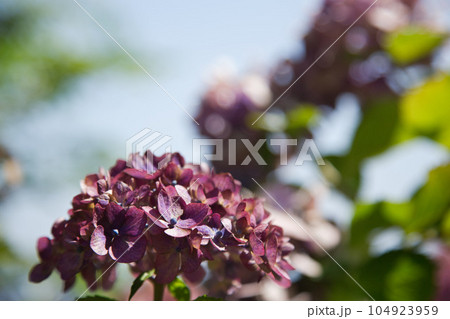 朽ちてゆく紫陽花 104923959