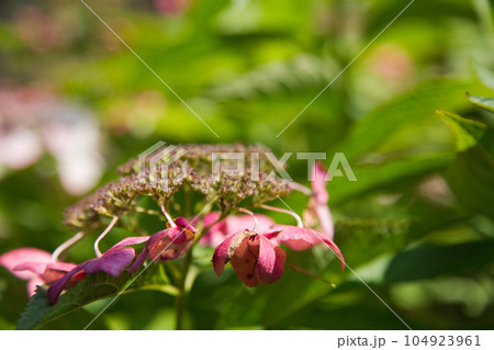 朽ちてゆく紫陽花 104923961