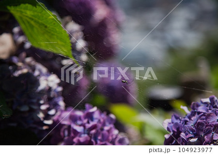 朽ちてゆく紫陽花 104923977