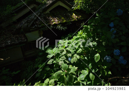 朽ちてゆく紫陽花 朽ちてゆく紫陽花 104923981
