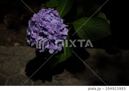 朽ちてゆく紫陽花 104923983