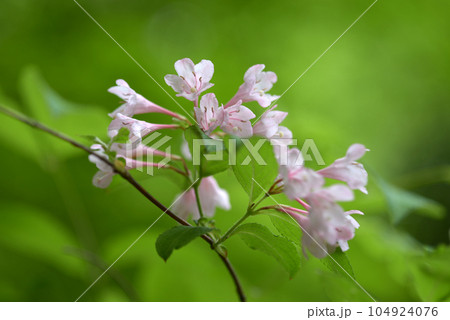 タニウツギ 104924076