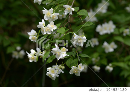 バイカウツギ 花模様 バイカウツギ 花模様 104924180