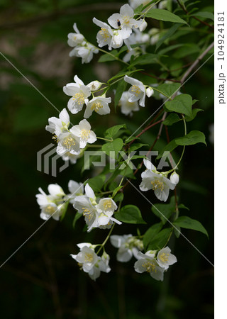 バイカウツギ　花模様 104924181