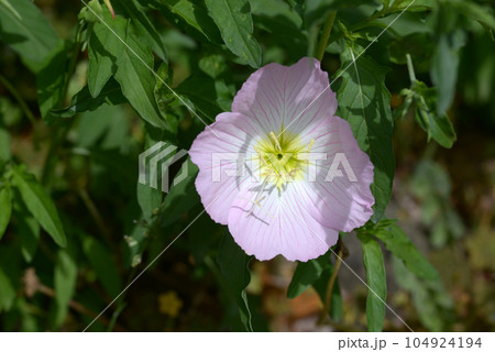 ヒルザキツキミソウ 104924194