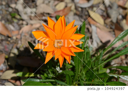 ジャノメクンショウギク 104924397