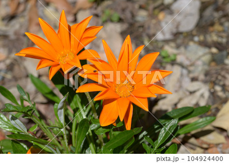 ジャノメクンショウギク 104924400