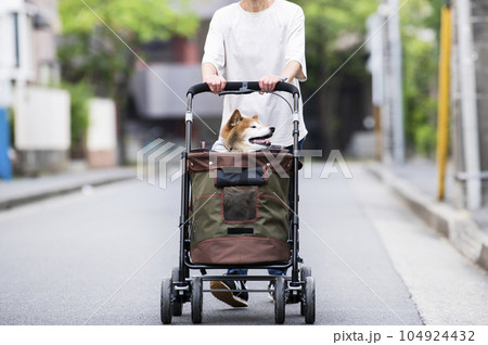 ペットカートに乗って散歩する犬 ペットカートに乗って散歩する犬 104924432