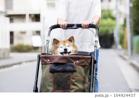 ペットカートに乗って散歩する犬 ペットカートに乗って散歩する犬 104924437