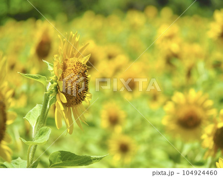 ひまわり ひまわり 104924460